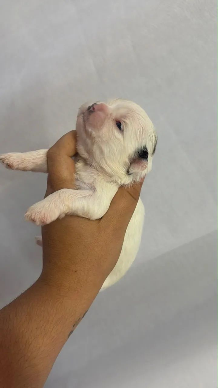 Vendo Shitzu macho e fêmea - Foto 4