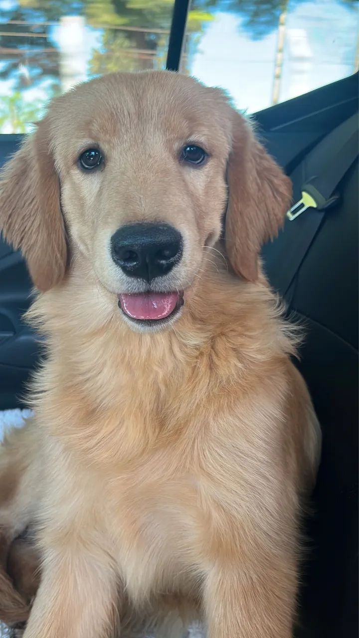 Golden  - Foto 3
