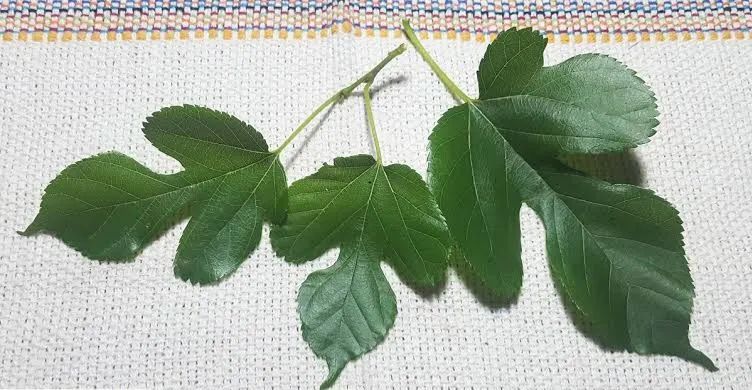 Mudas de Amora Miura frutas pequenas e doces e para chás - Foto 3