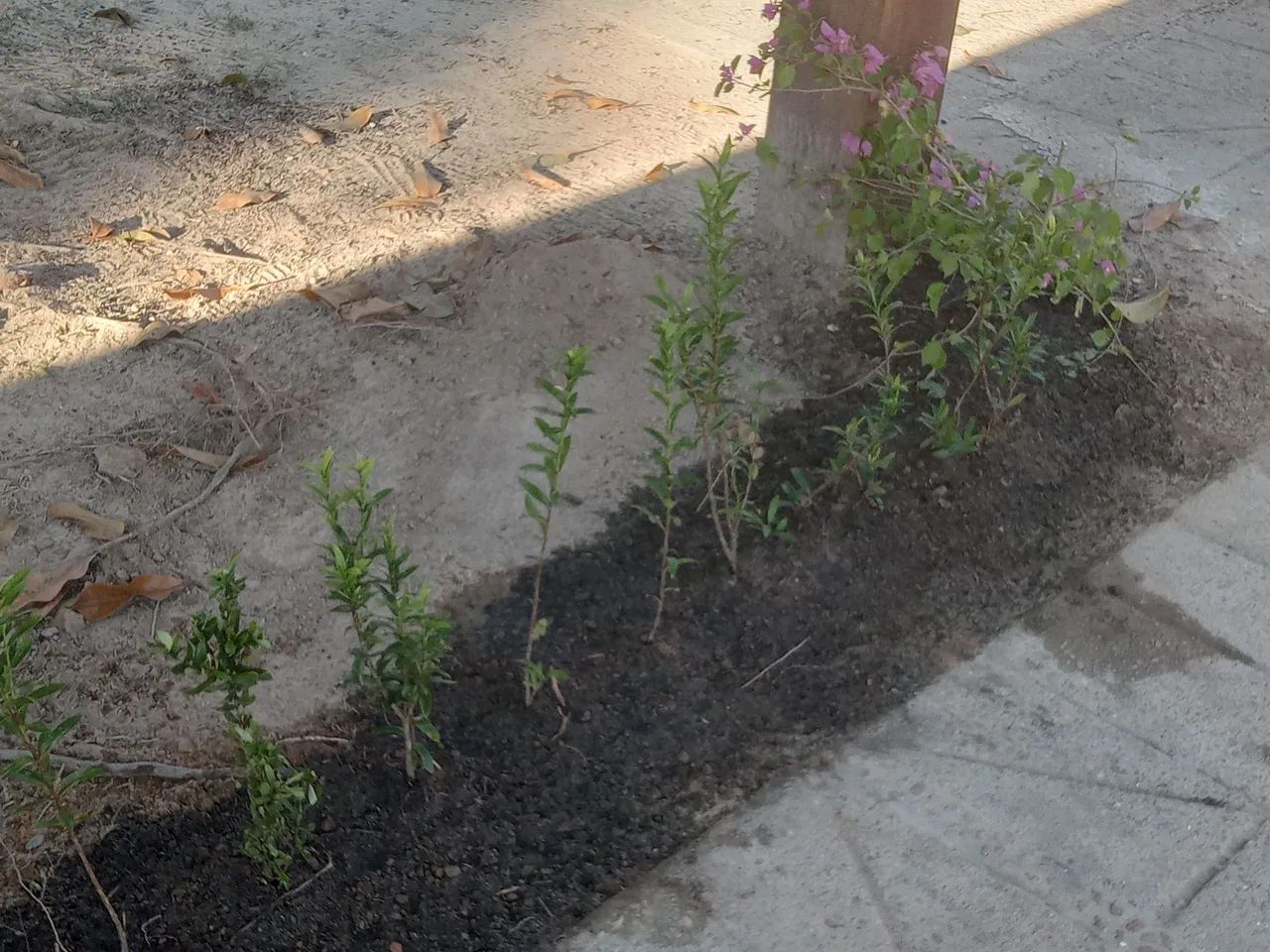Trabalho com jardinagem - Foto 2