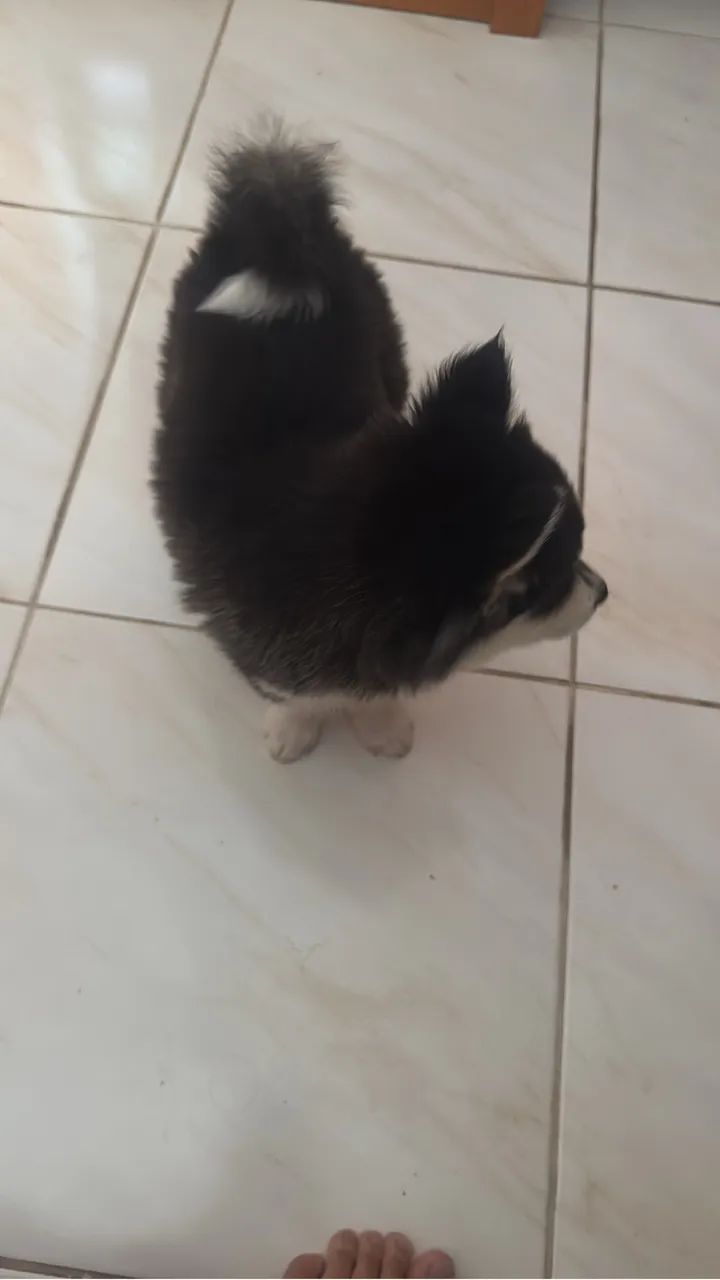 Banho e Tosa - Husky Siberiano  - Foto 3