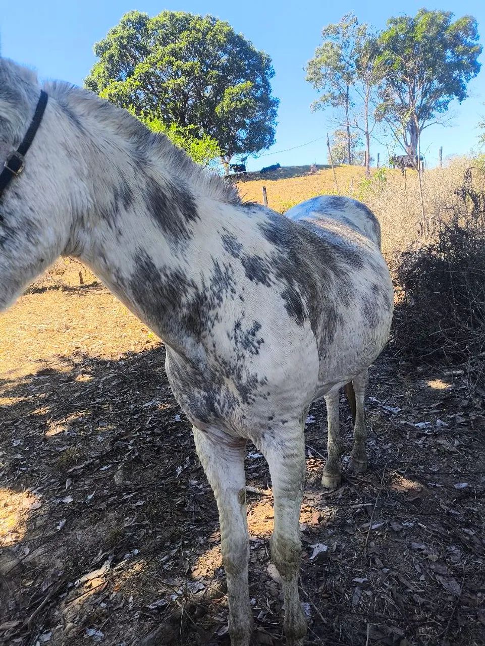 Mula boa de patrão ? - Foto 4