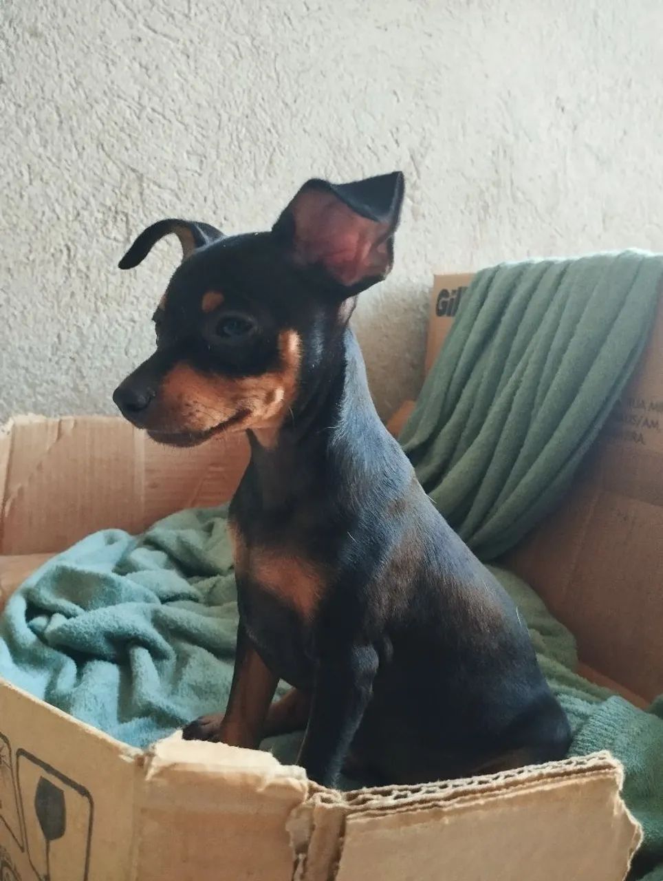 Pinscher machinho  - Foto 4