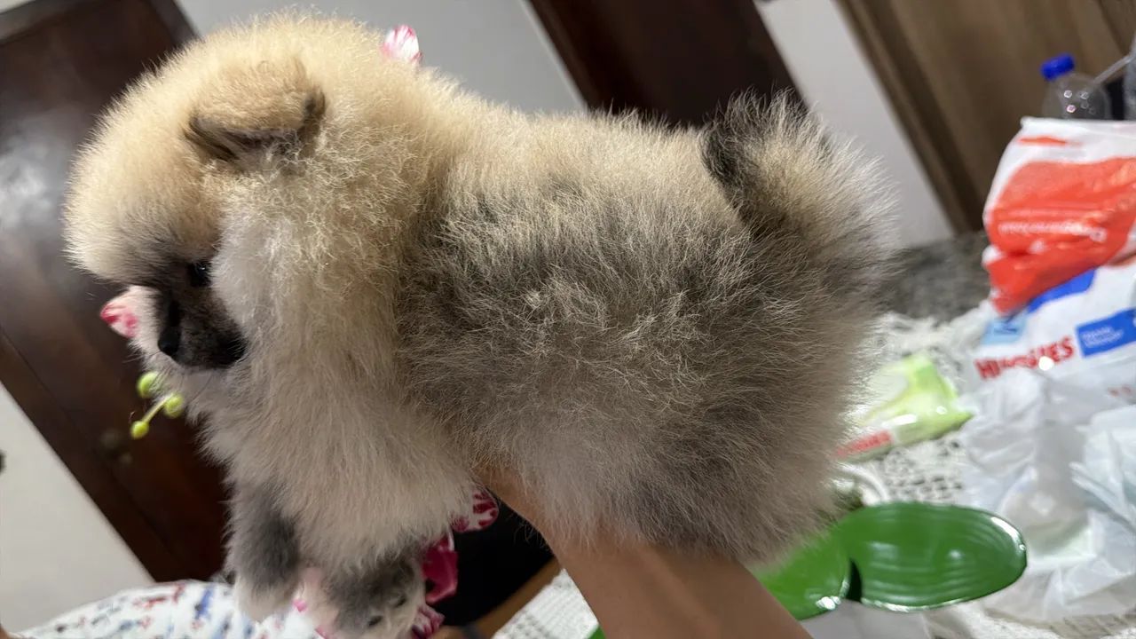 Spitz. Alemão Fêmea  - Foto 4