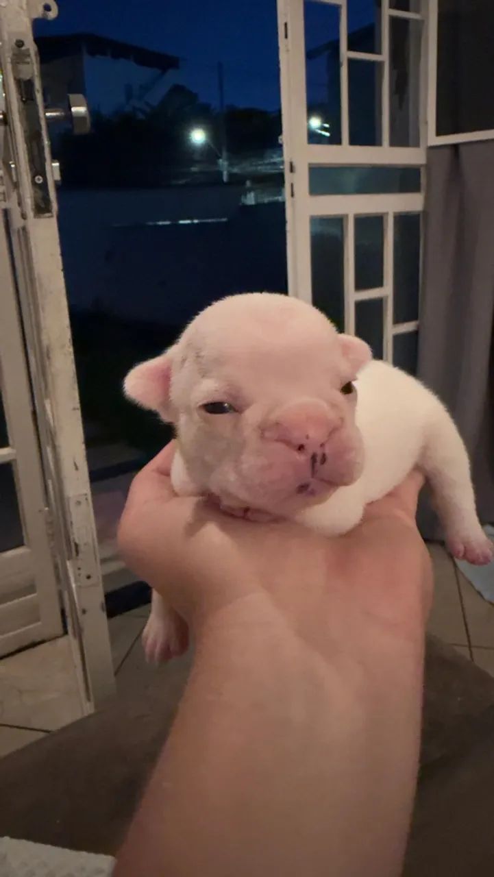 Buldogue francês  - Foto 4