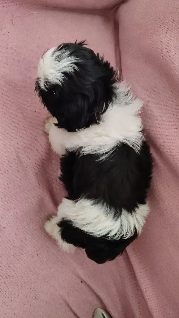 Shit zu - Foto 3