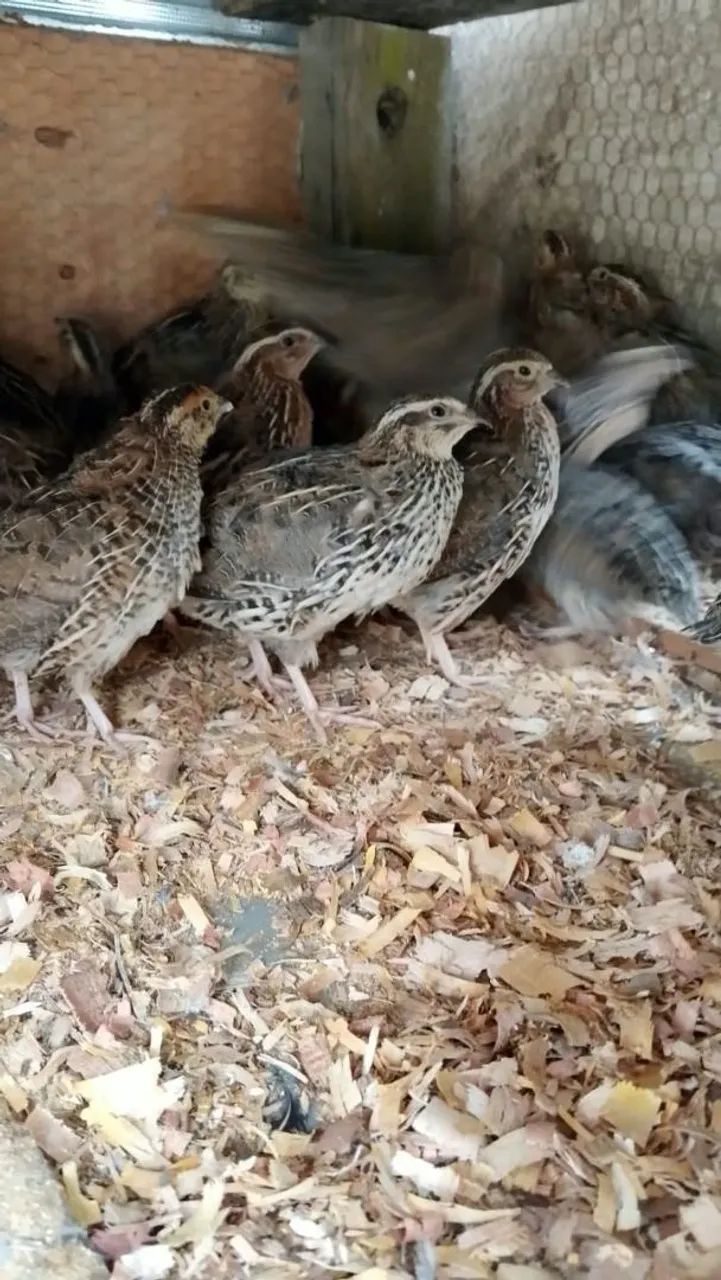 Vende se codornas