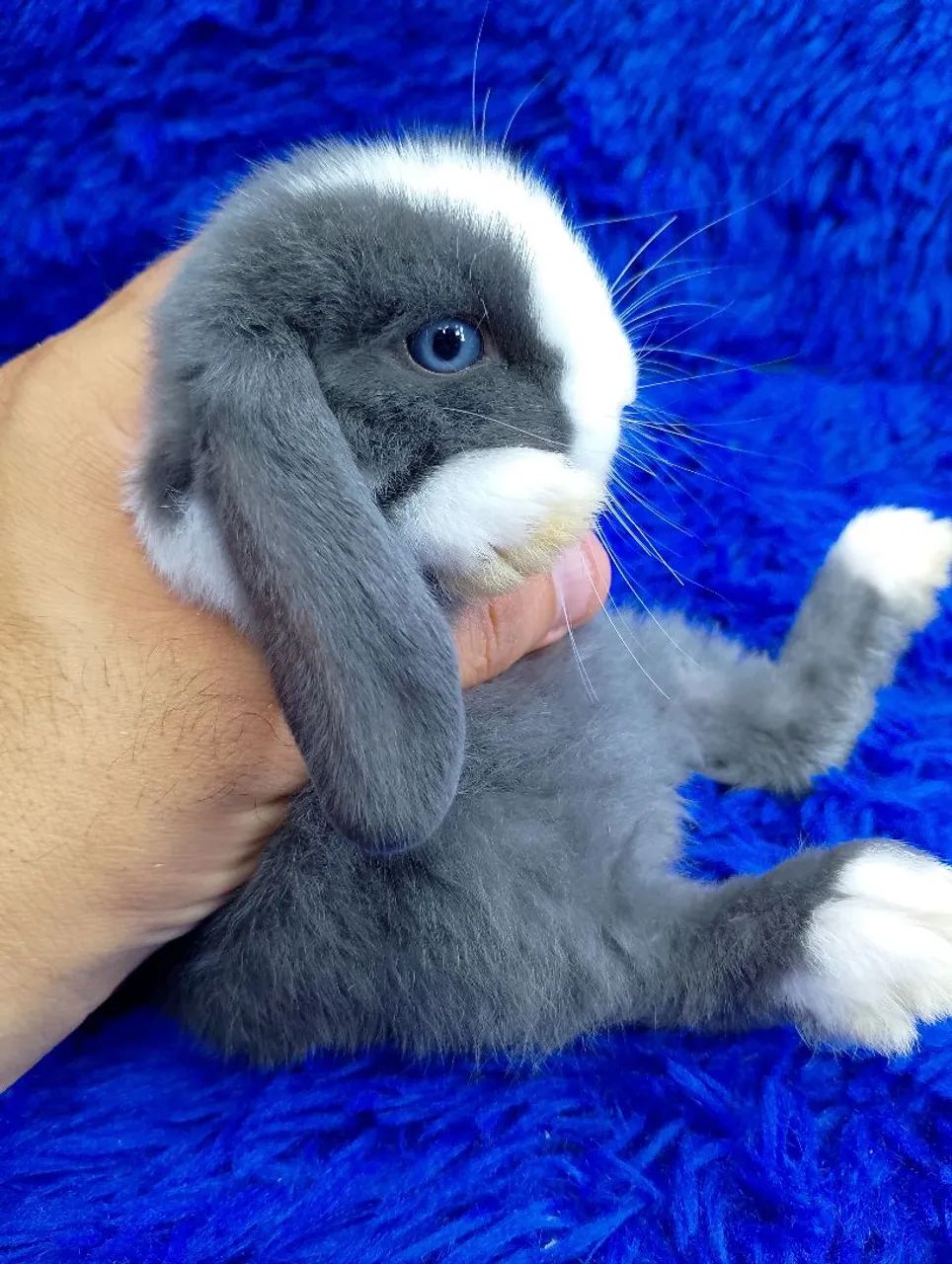 Minis coelhos de alto padrão Aparti de 300$ a 600$