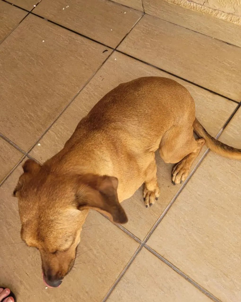 Cachorro porte medio - Foto 3
