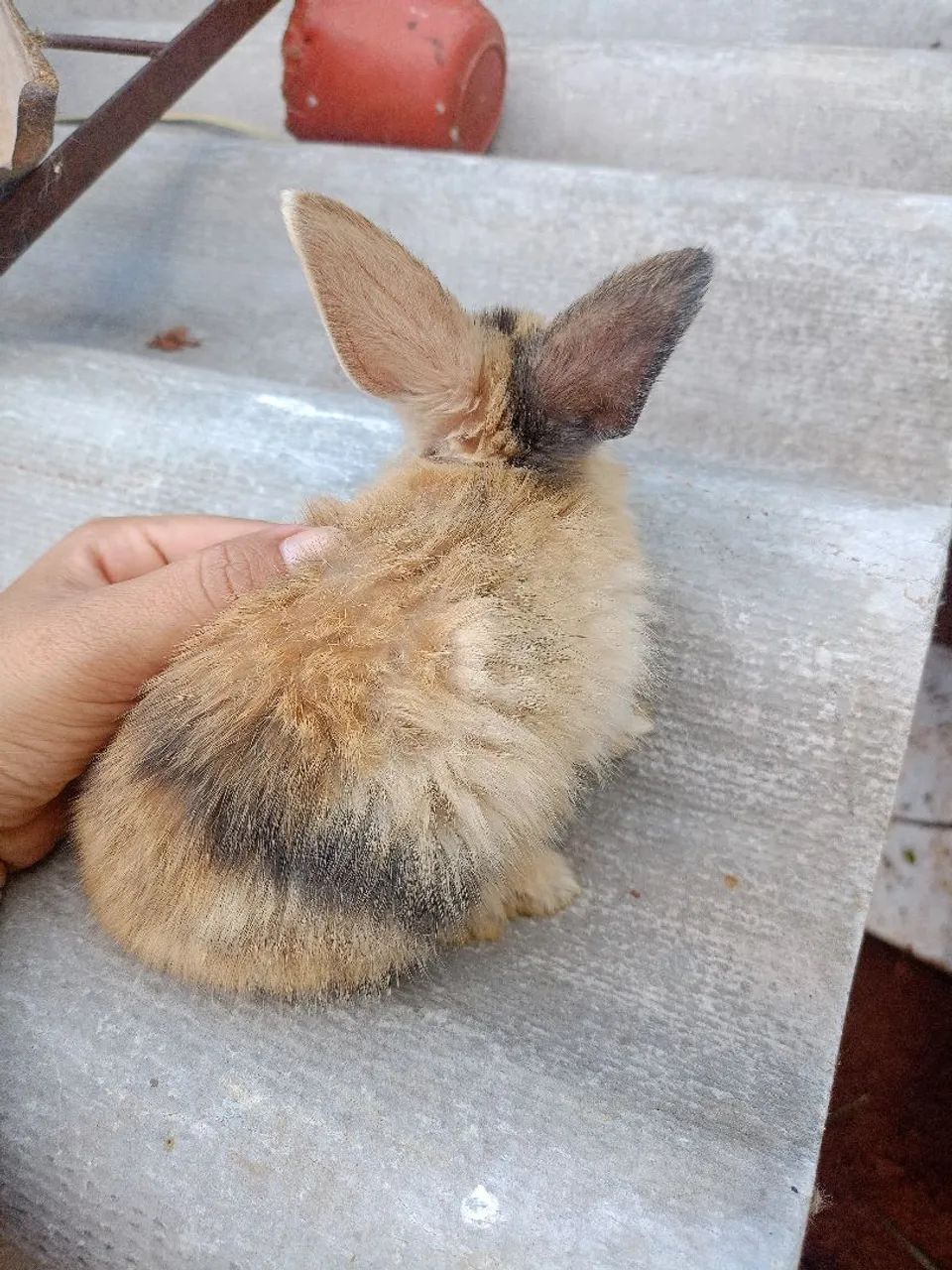 Coelha Tricolor Pai Angorá  - Foto 4