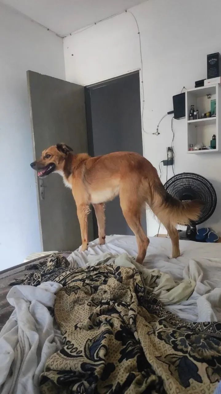 Doação responsável  - Foto 4