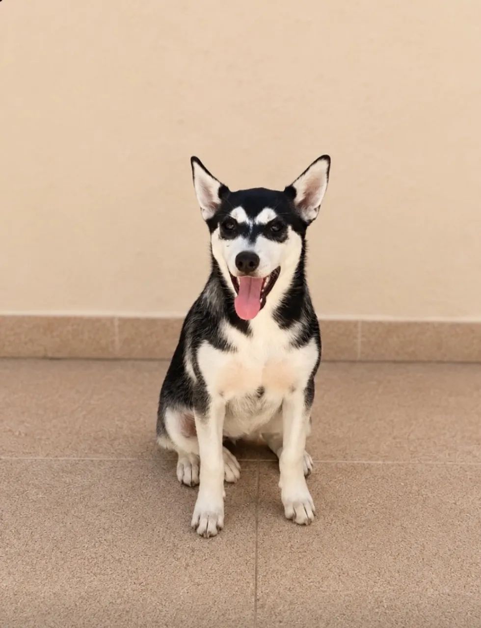 Uma filhote de Husky