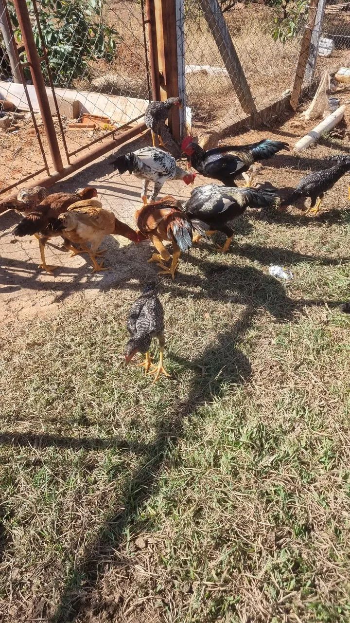 Frangos caipira  - Foto 3