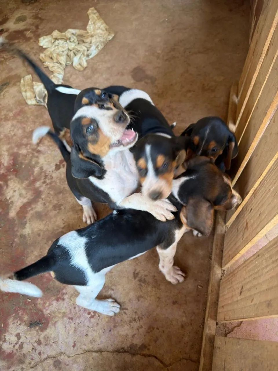 Cachorro Americano de caça - Foto 4