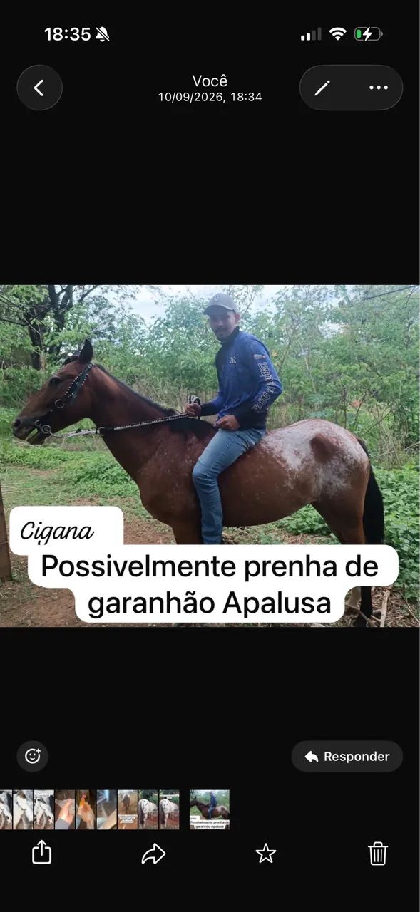 Égua - Foto 2