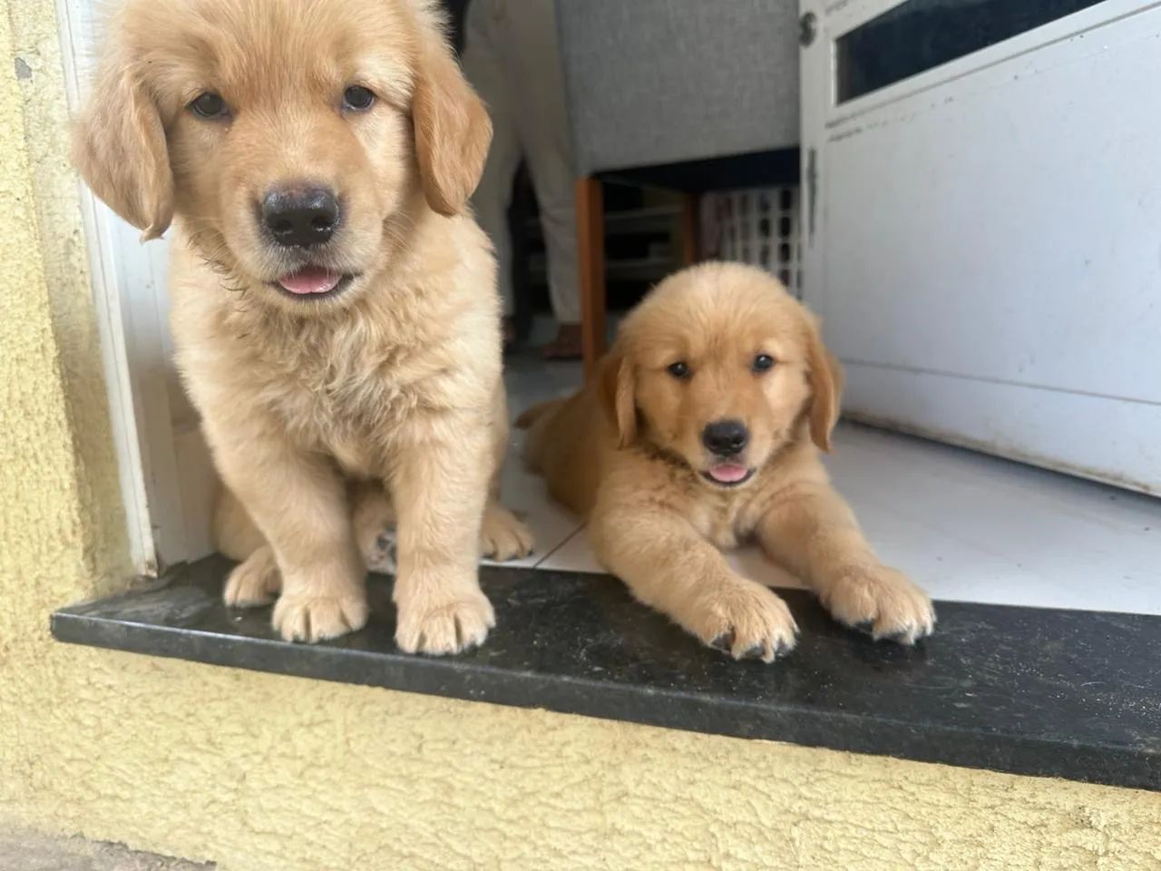 Filhotes de Golden Retriever - Foto 6