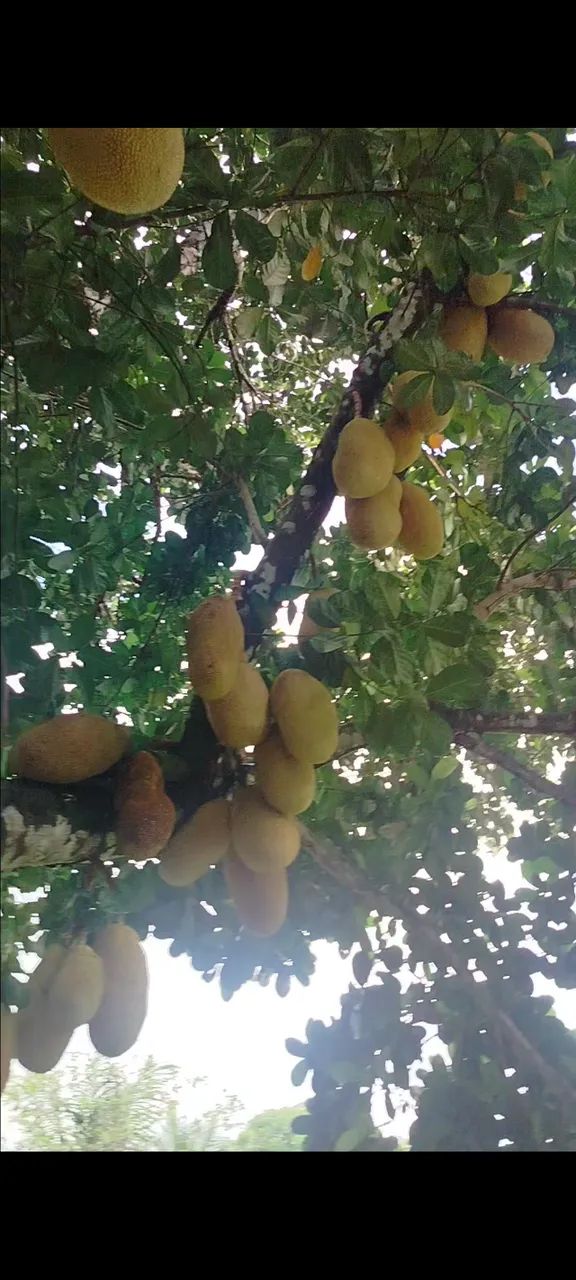 Vendo sítio no povoado Riacho Branco em Joaquim Gomes  - Foto 3