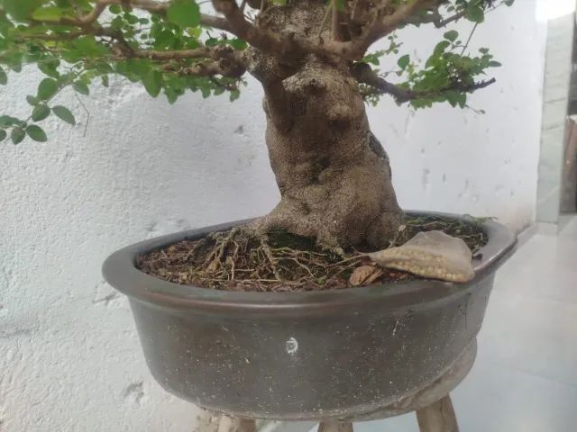 BONSAI LIGUSTRO 27 ANOS - Foto 3