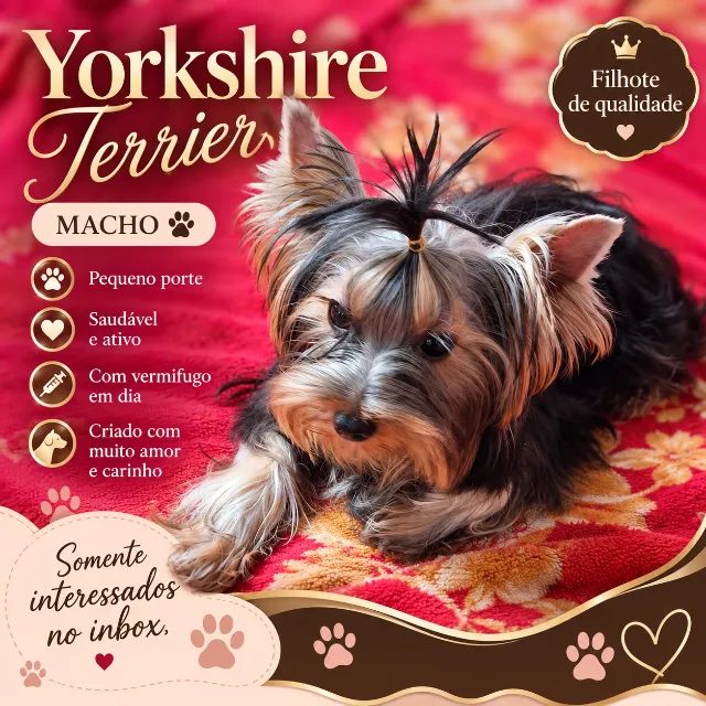 Yorkie Macho 