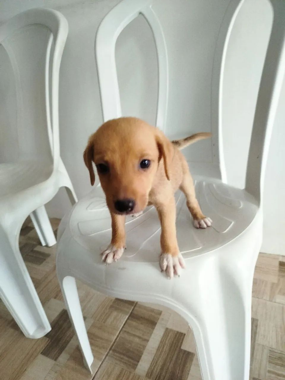Adoção responsável  - Foto 4