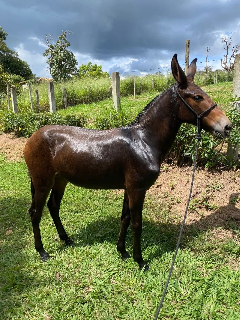 Mula de Patrão  - Foto 3
