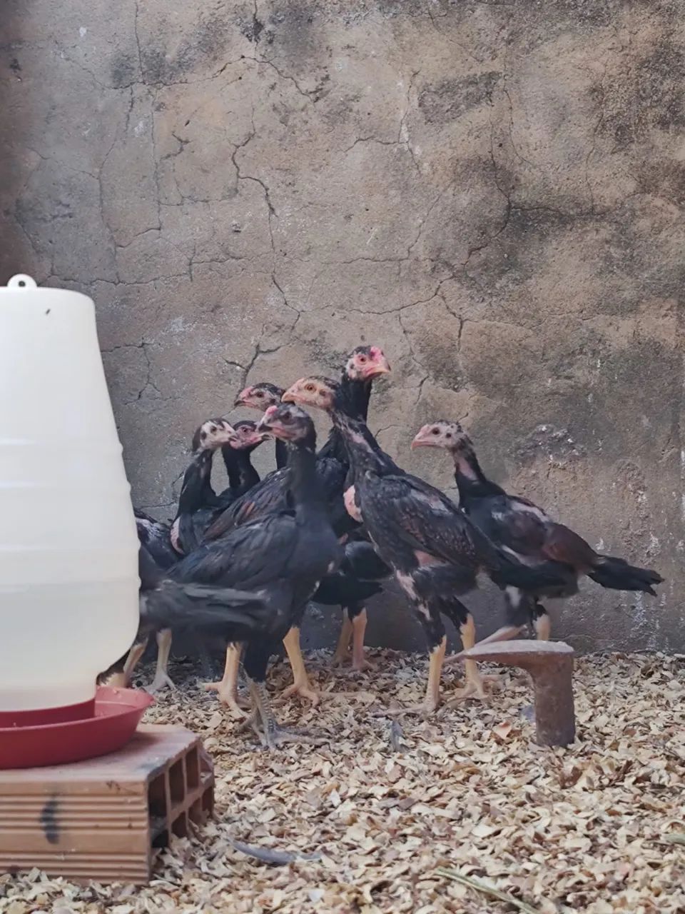 Franguinhos índio puros  - Foto 4