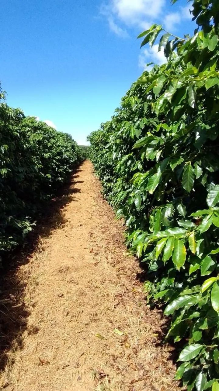 Fazenda de café no triângulo mineiro  - Foto 5