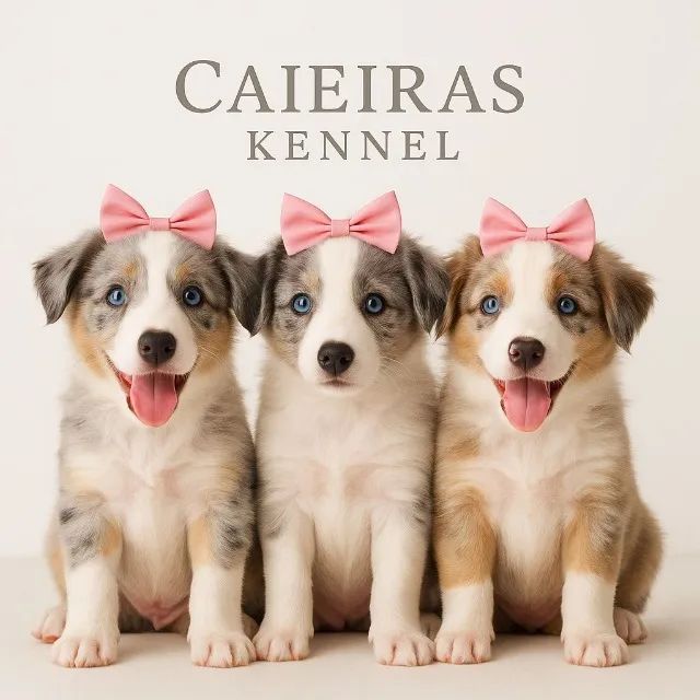 ?Border Collie filhotes lindos e saudáveis?