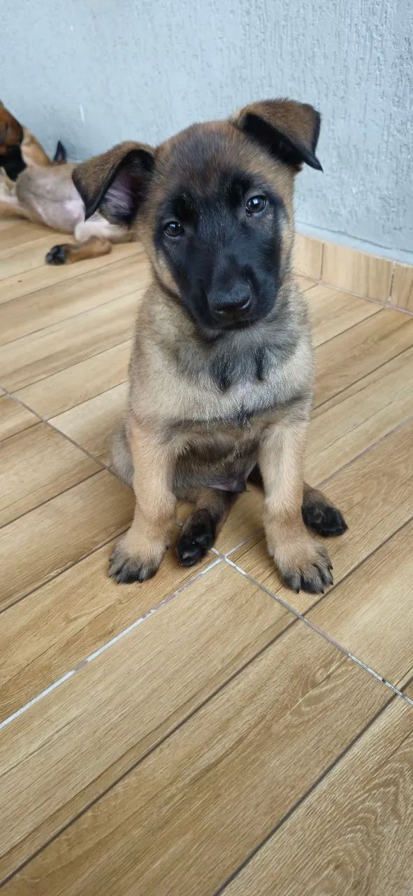 Pastor belga malinois  - Foto 5