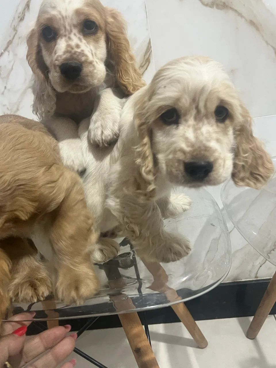 Coker spaniel  - Foto 5