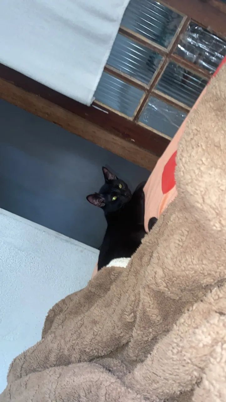 Gato - Foto 2