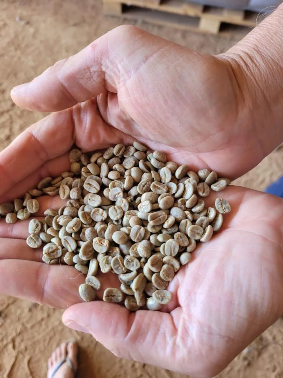 Café verde cru Especial 83 pontos!! 30kg leia o anuncio