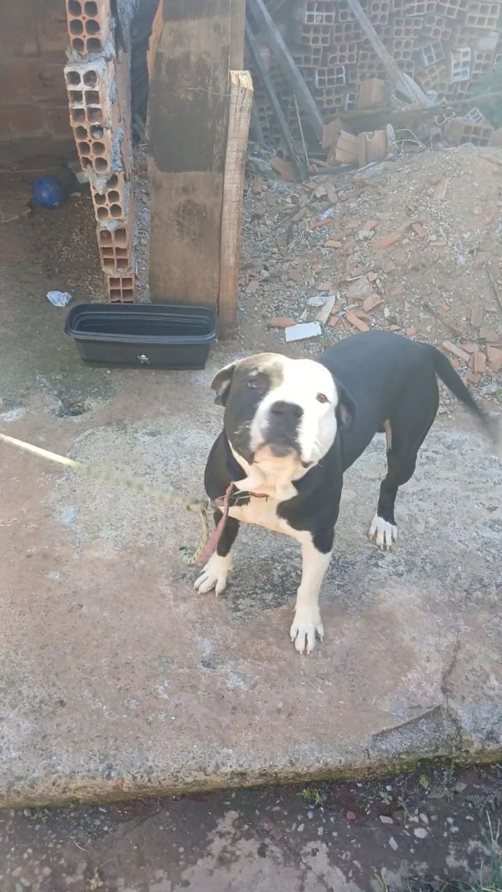 Pit Bull doação responsável  - Foto 2