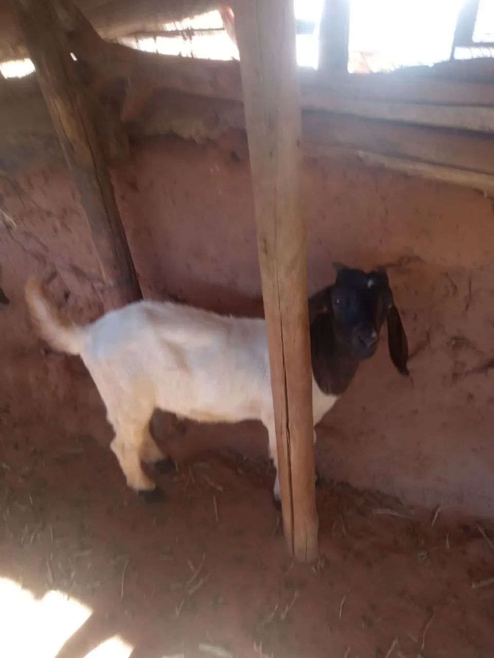 Cabras  - Foto 5