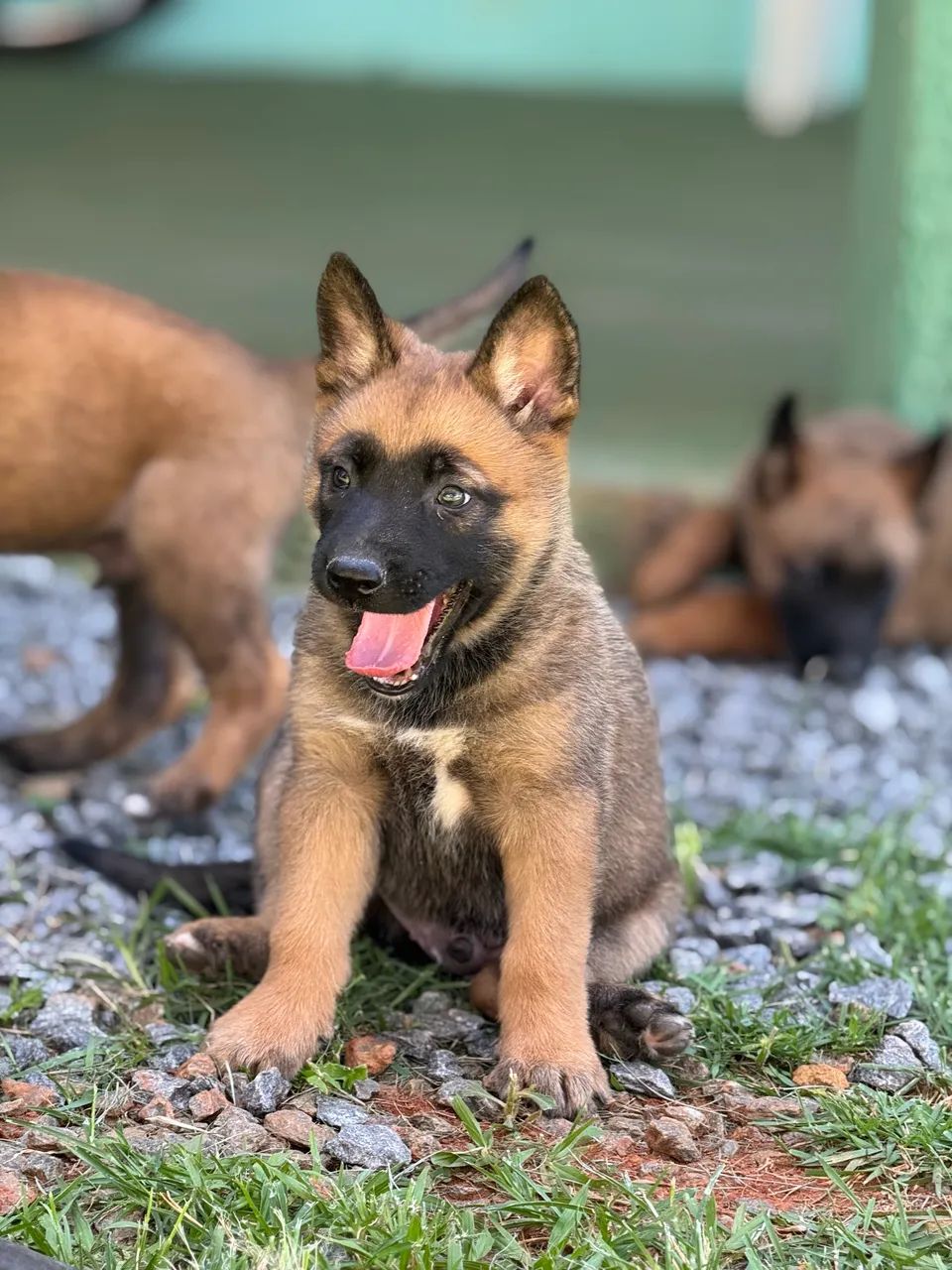 Pastor belga Malinois  - Foto 3