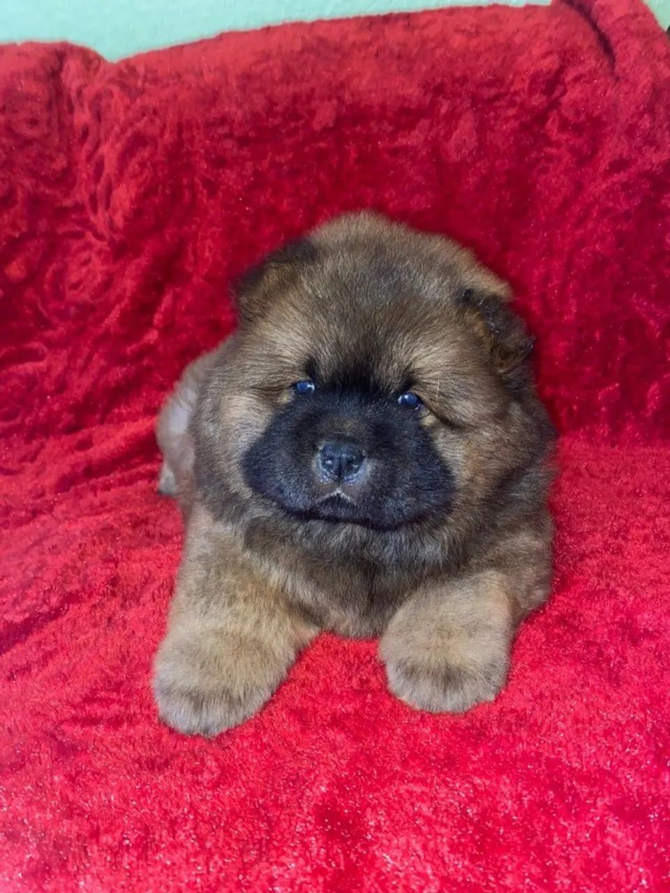 Chow Chow super fofinhos! Chama no WhatsApp para mais informações.