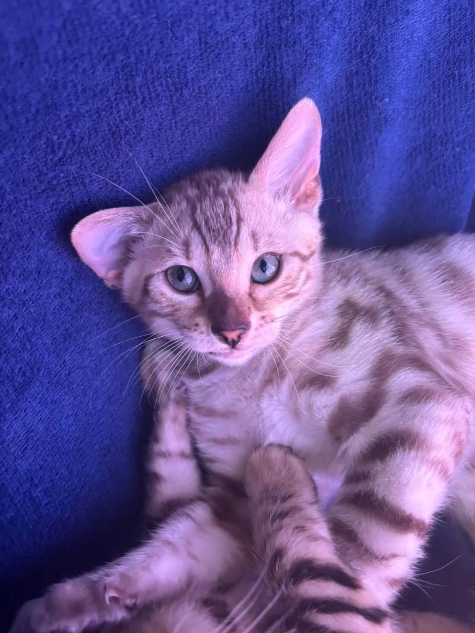 Bengal - Foto 3