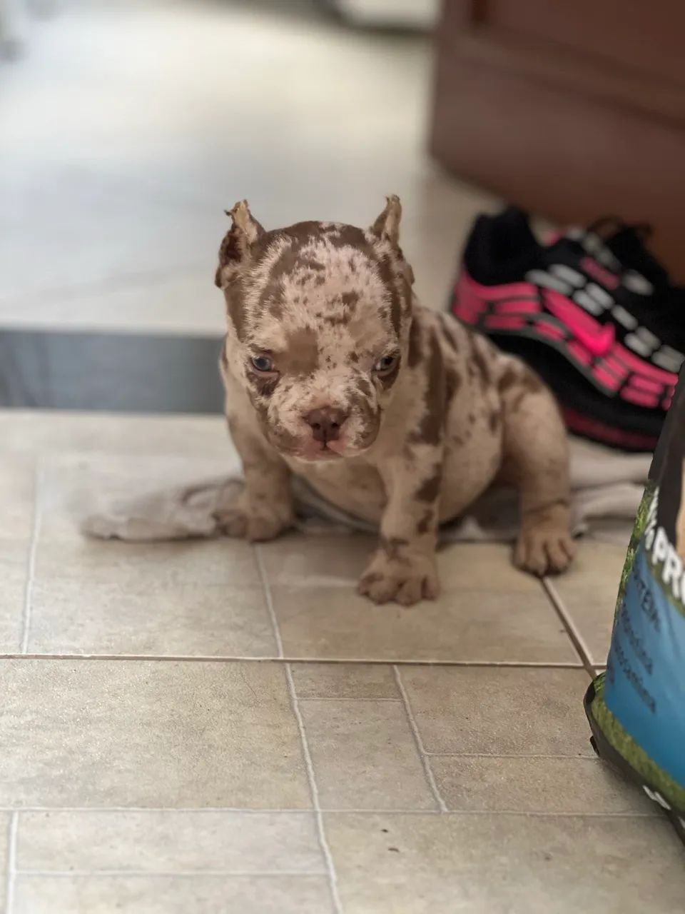 AMERICAN BULLY NANO - EXOTIC - Foto 2
