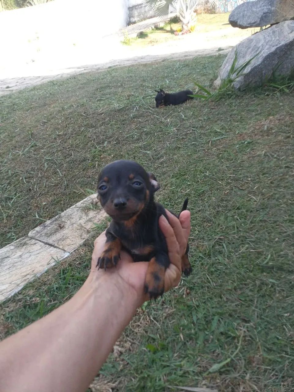 Pinscher miniatura 
