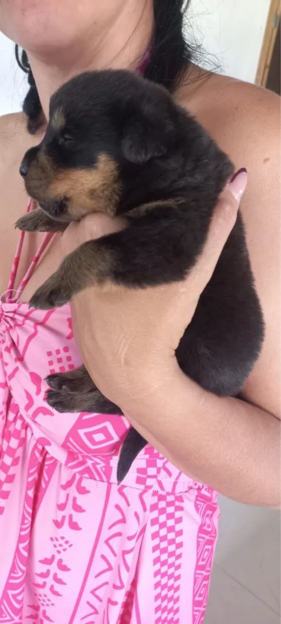 Filhotes de Rotweiller  - Foto 5