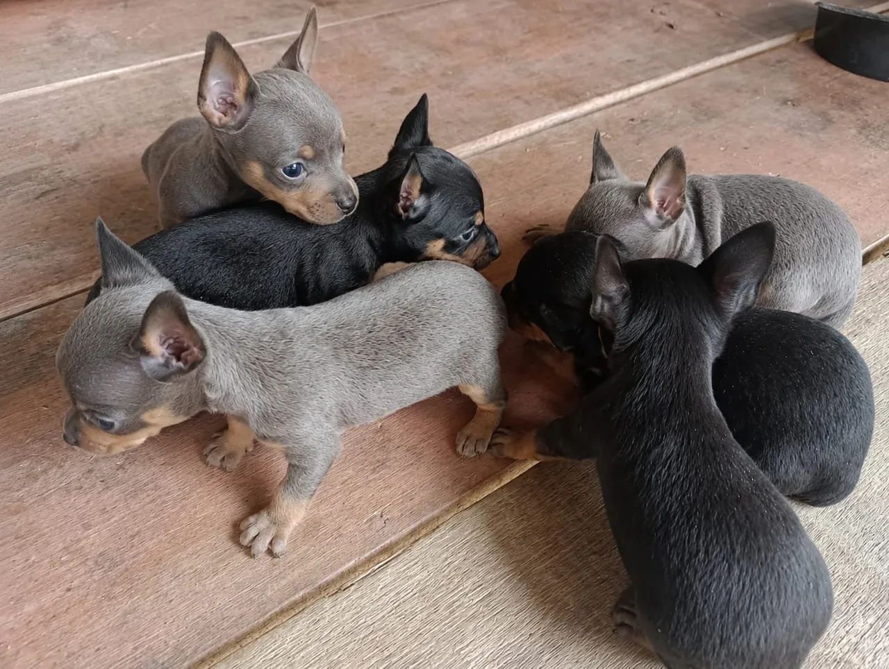 Pinscher zero fêmea e macho