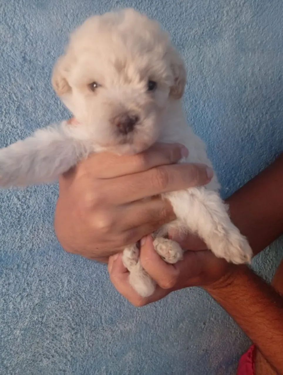 Poodle toy original 
