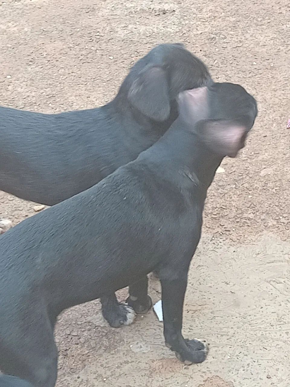Cadelas 