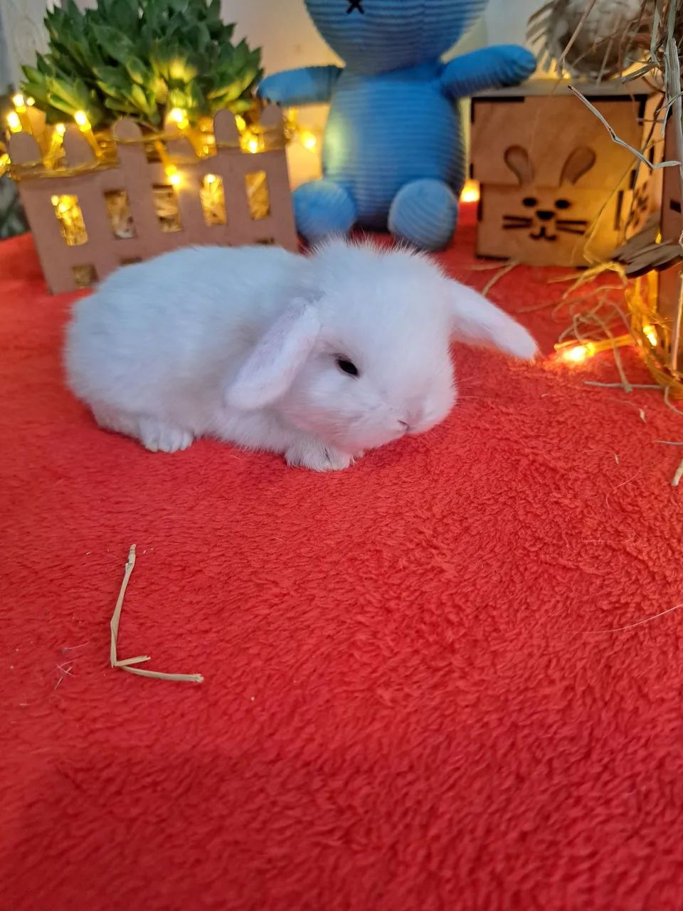 Mini coelhos  - Foto 3
