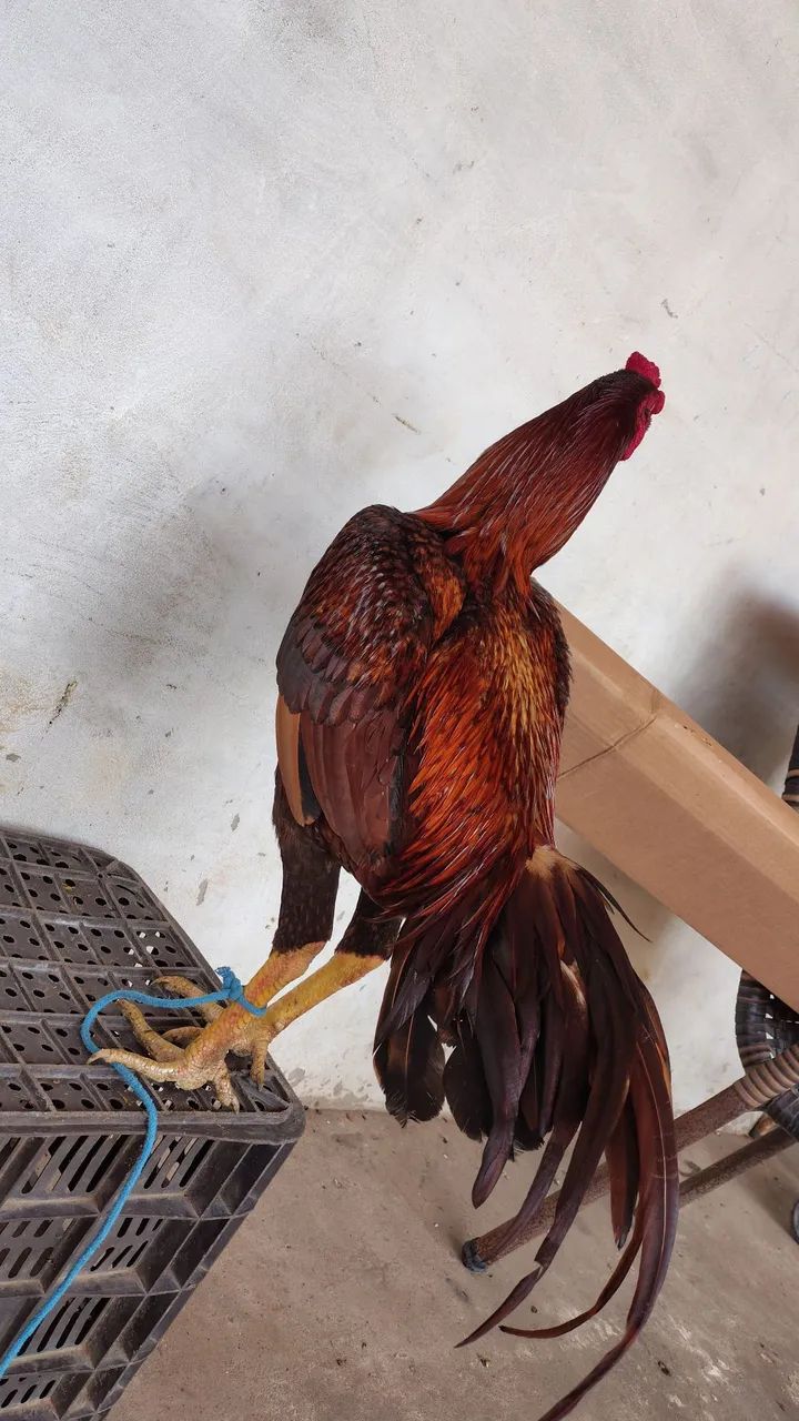Vendo frango carioca  - Foto 2