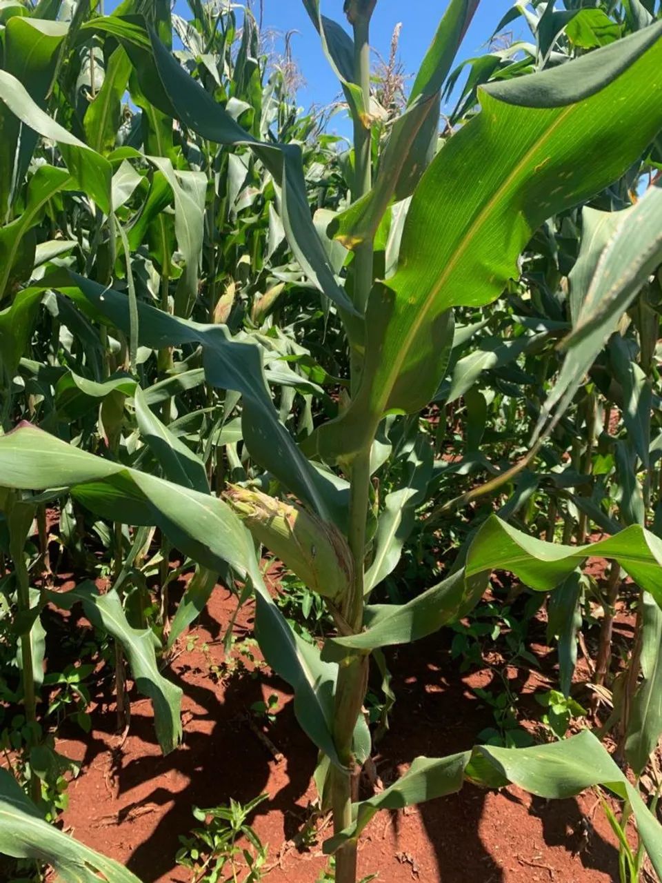 Silagem de milho 