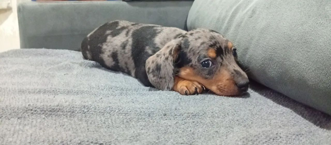 Dachshund - Foto 4