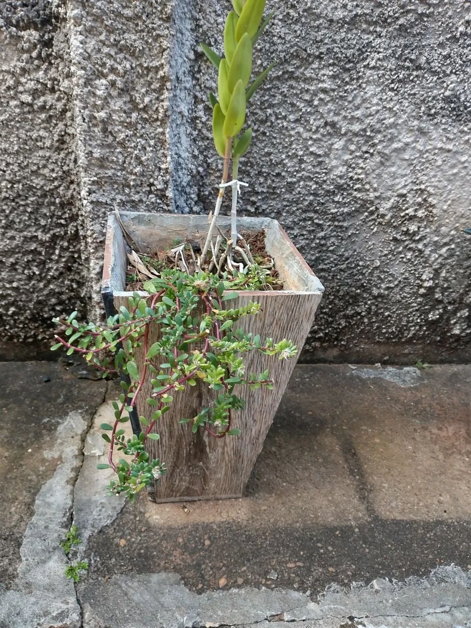 Vasode cerâmica com planta orquídea  - Foto 2