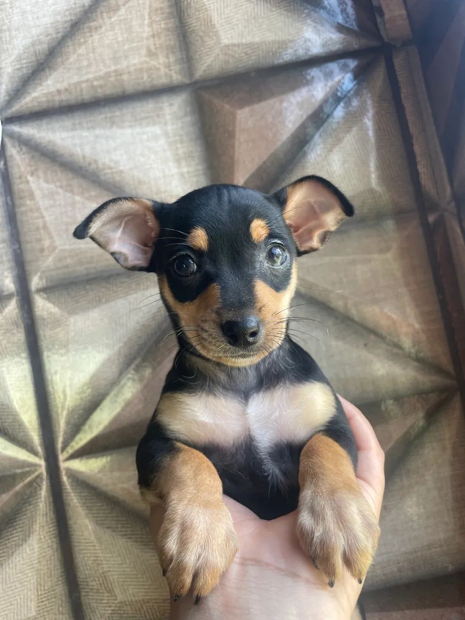 Pinscher  - Foto 2