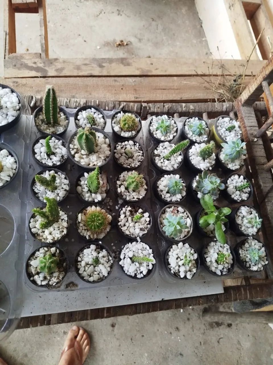 Suculentas e Cactos - R$15,00 - Com Vasinho Incluso - Foto 3